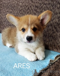 Foto №1. welsh corgi - zum Verkauf in der Stadt Валево | 550€ | Ankündigung № 118320