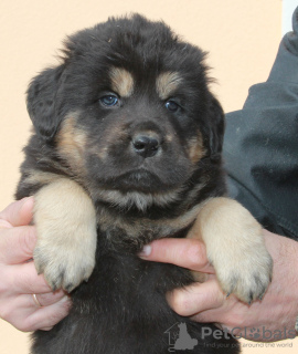 Foto №2 zu Ankündigung № 26949 zu verkaufen mongolischer wolfshund der burjaten - einkaufen Russische Föderation quotient 	ankündigung