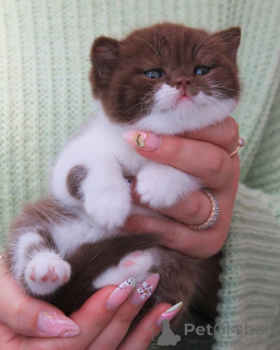 Foto №1. britisch kurzhaar - zum Verkauf in der Stadt Am besten | verhandelt | Ankündigung № 156781