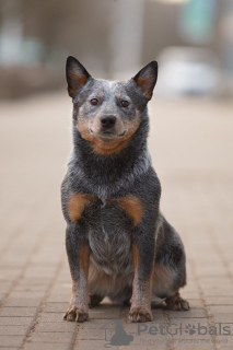 Foto №2 zu Ankündigung № 110246 zu verkaufen australian cattle dog - einkaufen Weißrussland vom kindergarten, züchter