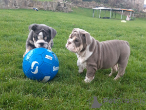 Foto №1. englische bulldogge - zum Verkauf in der Stadt Papenburg | 450€ | Ankündigung № 118104