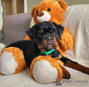 Zusätzliche Fotos: Sprzedam szczenięta Rottweiler gotowe do opuszczenia