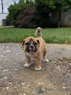 Foto №4. Ich werde verkaufen englische bulldogge in der Stadt Belgrad.  - preis - verhandelt