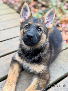 Foto №4. Ich werde verkaufen deutscher schäferhund in der Stadt Bremen. züchter - preis - verhandelt