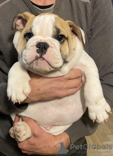 Zusätzliche Fotos: Englische Bulldogge