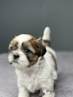 Foto №3. Entzückender Shih Tzu zum Verkauf. USA