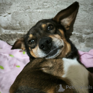 Foto №4. Ich werde verkaufen mischlingshund in der Stadt St. Petersburg.  - preis - Frei