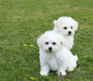 Foto №1. bichon frisé - zum Verkauf in der Stadt Neapel | verhandelt | Ankündigung № 175505