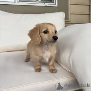 Foto №1. dackel - zum Verkauf in der Stadt Berlin | verhandelt | Ankündigung № 163519