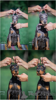 Foto №3. Doberman puppies for sale. Serbien