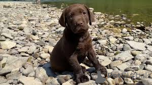 Foto №2 zu Ankündigung № 157246 zu verkaufen labrador retriever - einkaufen Deutschland quotient 	ankündigung, züchter