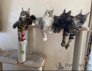 Foto №2 zu Ankündigung № 129161 zu verkaufen maine-coon-katze - einkaufen Russische Föderation quotient 	ankündigung