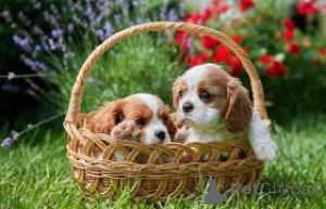 Foto №1. cavalier king charles spaniel - zum Verkauf in der Stadt Gehe | 700€ | Ankündigung № 167111