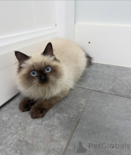 Foto №3. Premium-Ragdoll-Kätzchen erhältlich. Sanftes Temperament und atemberaubendes. Schweiz