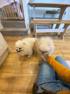 Foto №3. расивые кремовые шпицы. USA