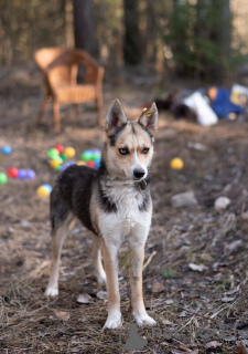 Foto №2 zu Ankündigung № 138868 zu verkaufen mischlingshund - einkaufen Russische Föderation 