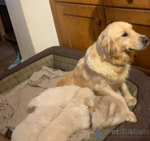 Foto №4. Ich werde verkaufen golden retriever in der Stadt Ribadesella. züchter - preis - 400€