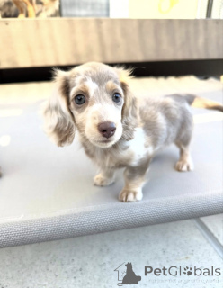 Foto №1. dackel - zum Verkauf in der Stadt Amsterdam | verhandelt | Ankündigung № 165207