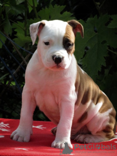 Zusätzliche Fotos: Amerikanischer Staffordshire-Terrier, welpen