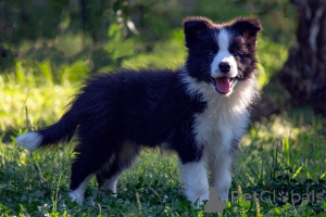 Foto №1. border collie - zum Verkauf in der Stadt Kruševac | verhandelt | Ankündigung № 173566