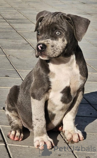 Foto №3. American Bully XL. Serbien