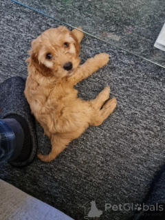 Foto №1. amerikanischer cocker spaniel - zum Verkauf in der Stadt Lächeln | verhandelt | Ankündigung № 160008