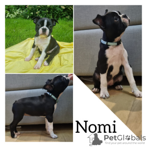 Foto №4. Ich werde verkaufen boston terrier in der Stadt Limbaži. quotient 	ankündigung - preis - 1500€