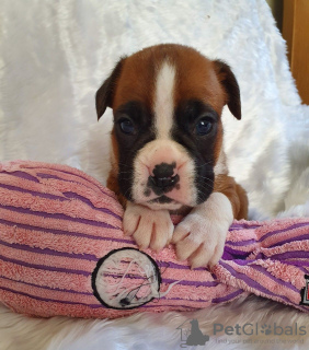 Foto №2 zu Ankündigung № 132185 zu verkaufen  - einkaufen Schweiz 