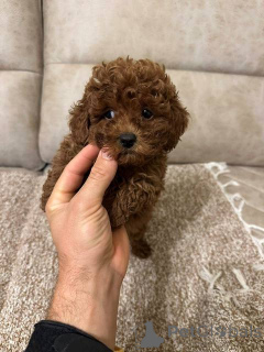 Foto №2 zu Ankündigung № 159971 zu verkaufen pudel (toy) - einkaufen Serbien 