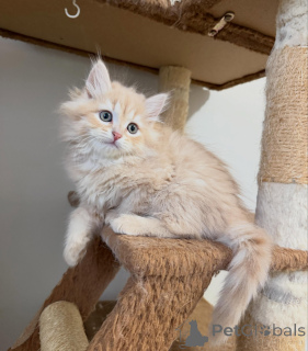 Foto №3. Premium-Sibirische Katzen zum Verkauf, gesund, schön und bereit für ein. Niederlande