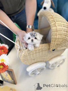 Foto №1.  - zum Verkauf in der Stadt Bakersfield | 484€ | Ankündigung № 157677