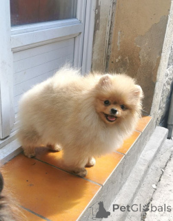 Foto №1. german spitz - zum Verkauf in der Stadt Beaufort | verhandelt | Ankündigung № 165005