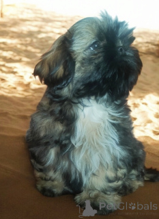 Foto №3. Elzbieta Zabaglo. Polen