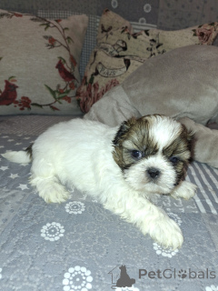 Foto №4. Ich werde verkaufen lhasa apso, malteser, maltipu, pommersche spitz, pudel (zwerg), finnischer spitz, shih tzu in der Stadt Riga. quotient 	ankündigung, vom kindergarten, züchter - preis - 700€