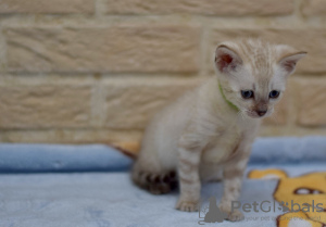 Zusätzliche Fotos: Beste bengalische Kätzchen!