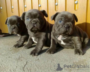 Foto №1. französische bulldogge - zum Verkauf in der Stadt Makhachkala | 270€ | Ankündigung № 128408