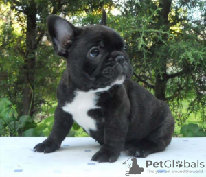 Foto №1.  - zum Verkauf in der Stadt Los Angeles | 372€ | Ankündigung № 133392