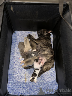 Foto №4. Ich werde verkaufen französische bulldogge in der Stadt Goslar. quotient 	ankündigung - preis - 1000€