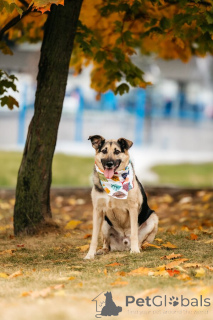 Foto №2 zu Ankündigung № 149592 zu verkaufen mischlingshund - einkaufen Russische Föderation 