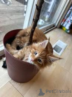 Foto №3. Zur Adoption verfügbare Maine-Coon-Chatons.. Finnland