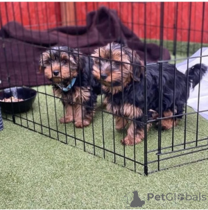 Foto №4. Ich werde verkaufen yorkshire terrier in der Stadt Мёнхенгладбах. züchter - preis - verhandelt