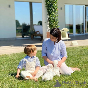 Foto №2 zu Ankündigung № 128851 zu verkaufen malteser - einkaufen Schweiz 