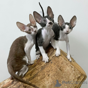 Foto №1. cornish rex - zum Verkauf in der Stadt Queenstown | verhandelt | Ankündigung № 161162