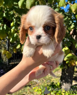 Foto №3. Cavalier King Charles Spaniel. Serbien