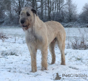 Foto №3. Offene Reservierung für Irish Wolfhound-Welpen/Schönheit und Leistung. Frankreich