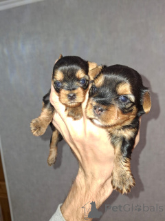 Foto №1. biewer terrier, bichon frisé, yorkshire terrier, malteser, maltipu, pommersche spitz, pudel (zwerg), pudel (royal), pudel (toy) - zum Verkauf in der Stadt Helsinki | 700€ | Ankündigung № 155995