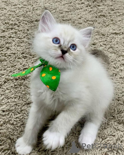 Foto №2 zu Ankündigung № 168917 zu verkaufen ragdoll-katze - einkaufen Finnland 