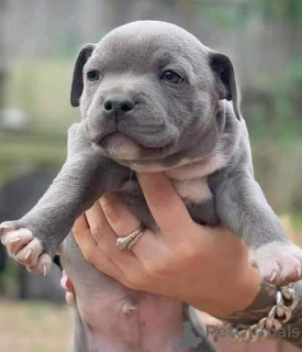 Foto №1. staffordshire bull terrier - zum Verkauf in der Stadt Lille | verhandelt | Ankündigung № 165304