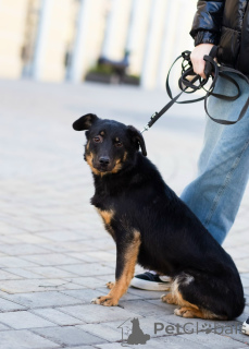 Foto №2 zu Ankündigung № 160576 zu verkaufen  - einkaufen Russische Föderation quotient 	ankündigung