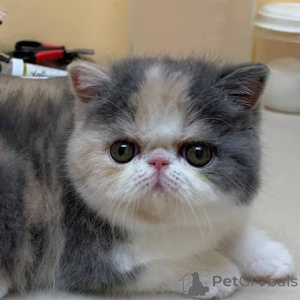 Foto №1. exotische kurzhaarkatze - zum Verkauf in der Stadt Helsinki | 500€ | Ankündigung № 178412